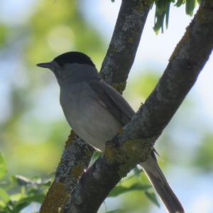 Blackcap