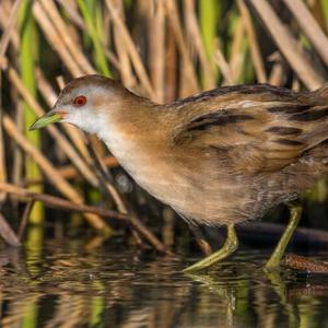 Little Crake