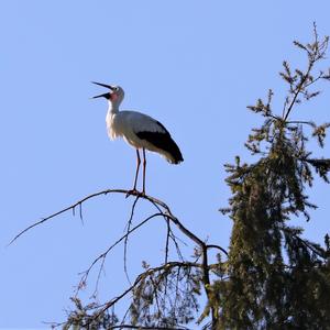 White Stork