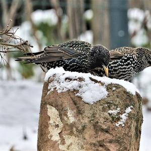 Common Starling