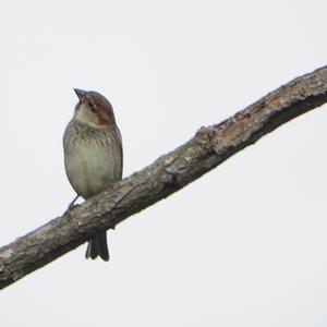 House Sparrow