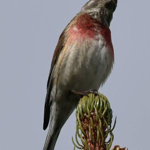 Eurasian Linnet