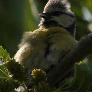 Blue Tit