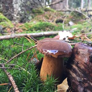 Bay Bolete