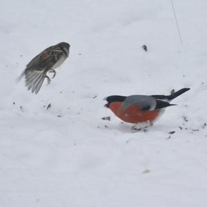 Eurasian Bullfinch