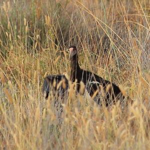 African Openbill