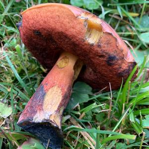 Dotted-stem Bolete