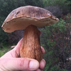 King Bolete