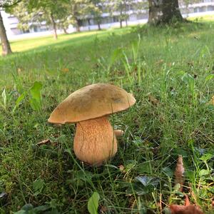 Lurid Bolete