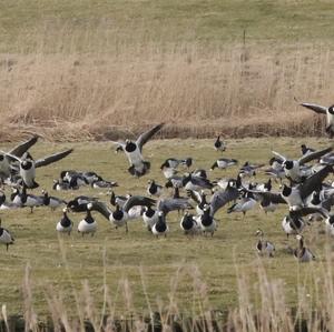 Barnacle Goose