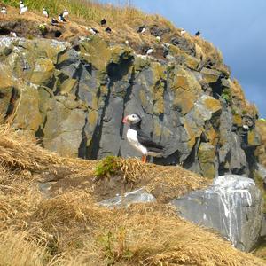 Atlantic Puffin