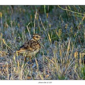 Wood Lark