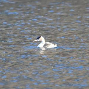 Great Crested Grebe