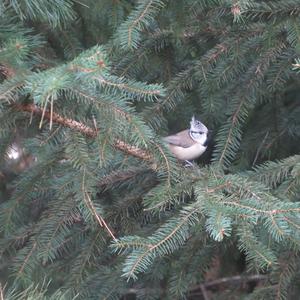 Crested Tit