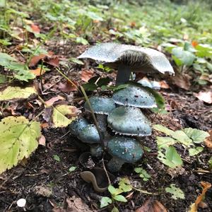 Blue-green Stropharia