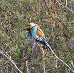 European Bee-eater