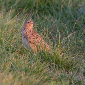 Eurasian Skylark