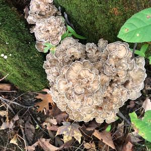 Hen-of-the-Woods