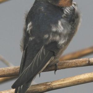 Barn Swallow