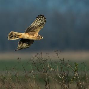 Northern Harrier