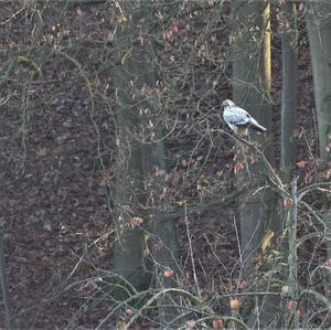 Common Buzzard