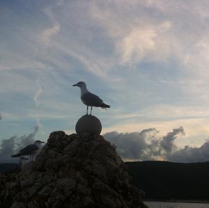 Yellow-legged Gull