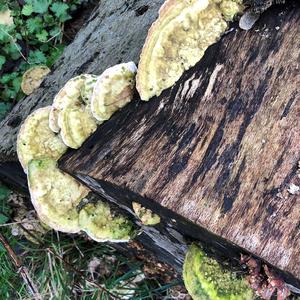 Gill Polypore