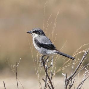 Great Grey Shrike