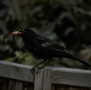 Eurasian Blackbird