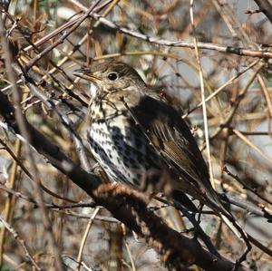 Song Thrush