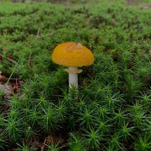 Fly Agaric