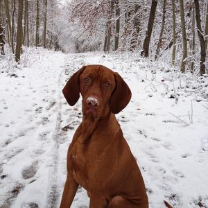 Vizsla