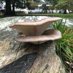 Oyster Mushroom