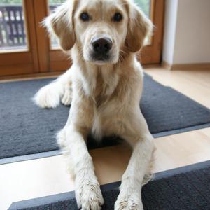 Retriever (Golden)