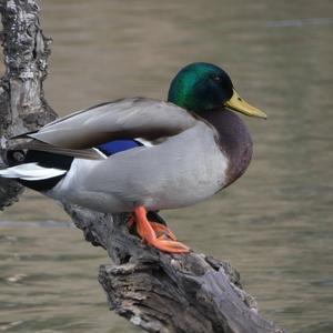 Mallard