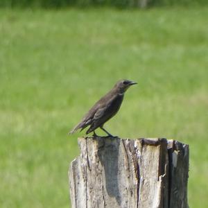 Common Starling