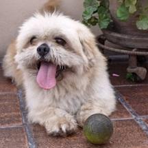 Shih Tzu