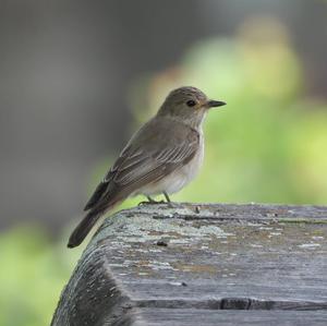 Spotted Flycatcher