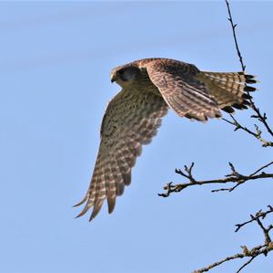 Common Kestrel