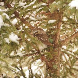 Northern Saw-whet Owl