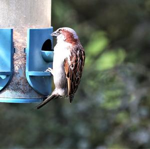 House Sparrow