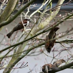 House Sparrow