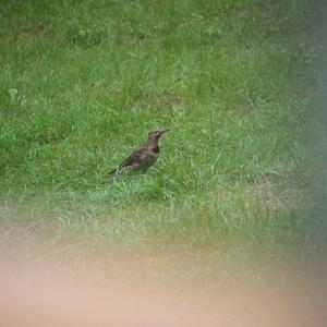 Northern Flicker