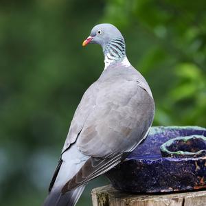 Common Wood-pigeon