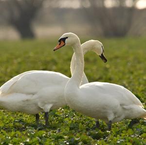 Höckerschwan