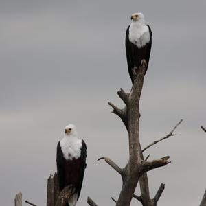 Schreiseeadler