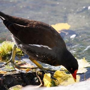 Common Moorhen