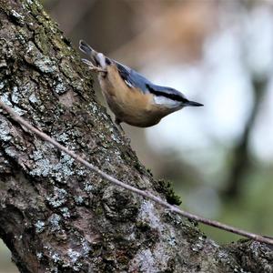 Wood Nuthatch