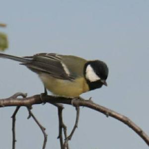 Great Tit