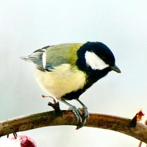 Great Tit